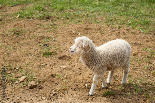 It is a sheep farm in Gangwon Province, Korea.