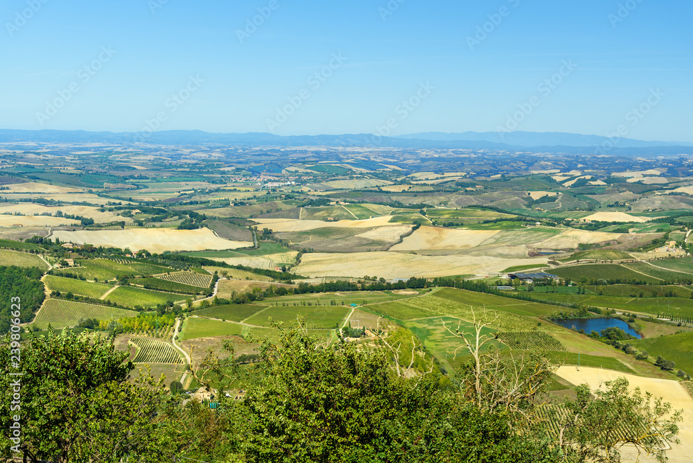 Obraz premium View of vineyard and green field. Montalcino countryside, Tuscany, Italy