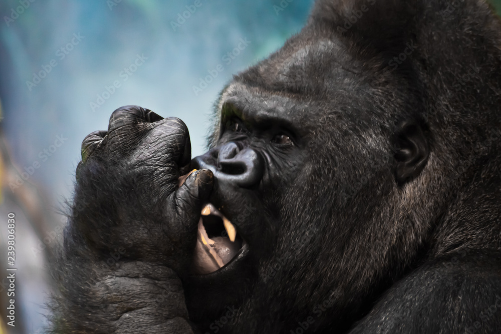 Obraz premium The face of the dominant male gorilla close-up