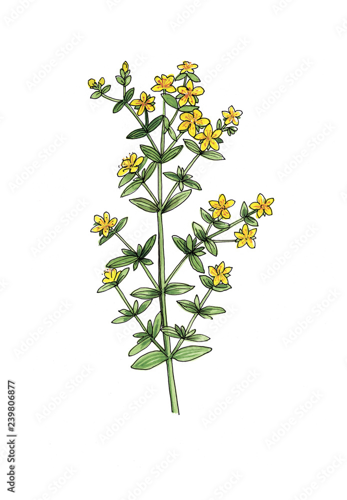 Obraz premium Hipericum flowers on white background.