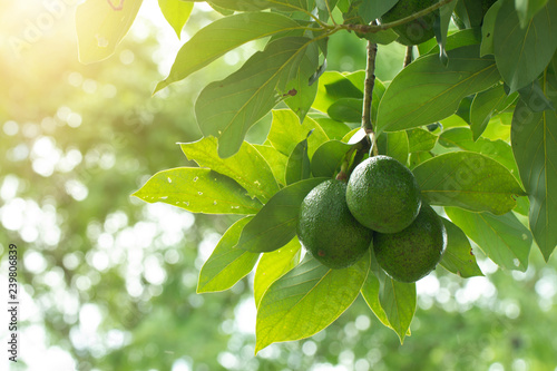 Avocado on plant or Raw avocado on tree fresh product in Thailand's organic farm,Avocado fruit on tree useful for works like brochure, magazine, food business or other industrial