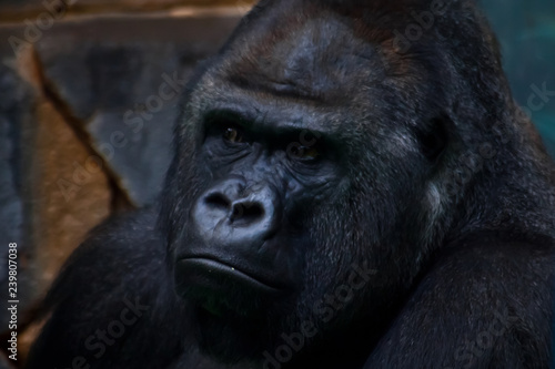 Gorilla male muzzle closeup