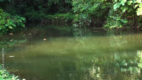 Green Bee-Eaters dive into a jungle pond taking a cool bath before bed-time. Slowed 50%.