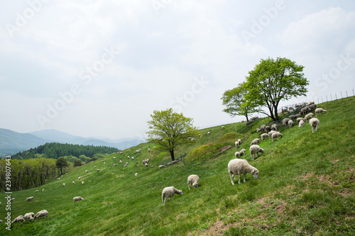 It is a sheep farm in Gangwon Province, Korea. photo