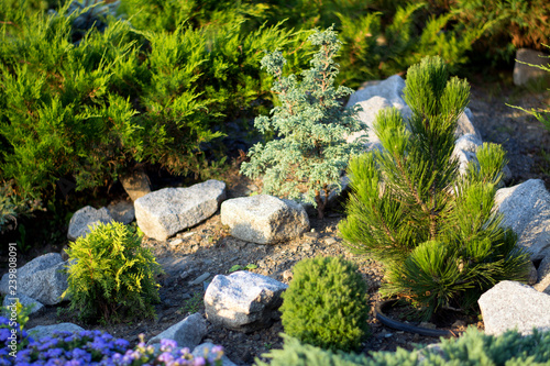 Photo Thuja and little pine surrounded by stones