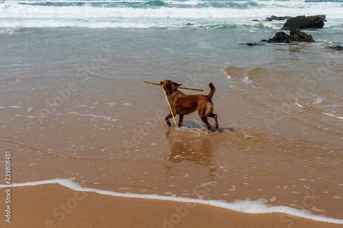 Happy brown dog playing in the ocean water with a stick on a golden sand beach. Seascape with a dog running free and enjoying the cool water on a hot summer day on Guincho Beach, Cascais, Portugal.