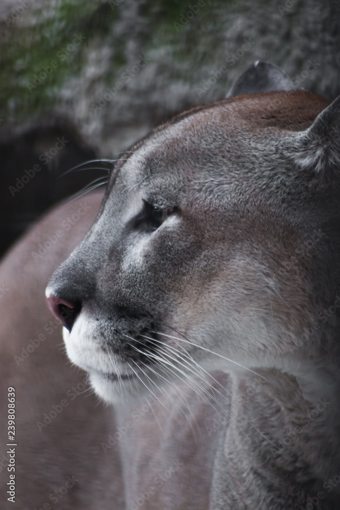 Naklejka premium pysk smukłego i surowego dużego kota amerykańskiego - pum