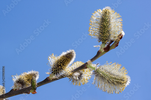 Young branch of blossoming pussy willow against the blue sky. Isolated object. © tikhomirovsergey