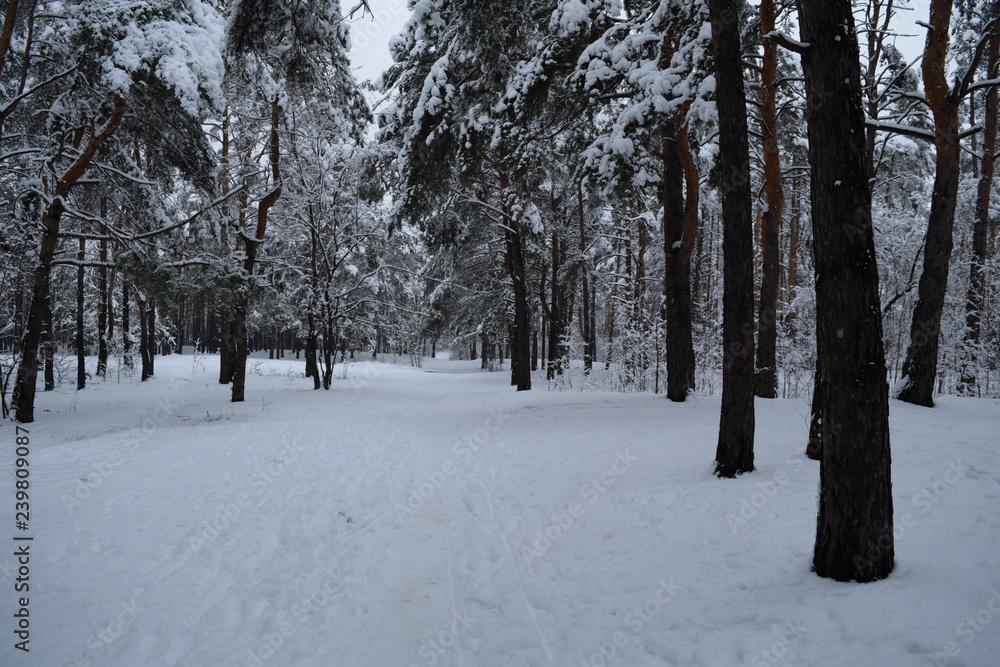 Beautiful fairy-tale winter forest. Pines. Beautiful fairy-tale winter forest. Pines.