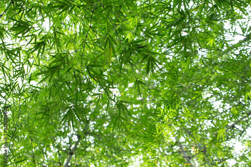 Fototapeta premium Natural bamboo leaves in bamboo forest from below views design for green background