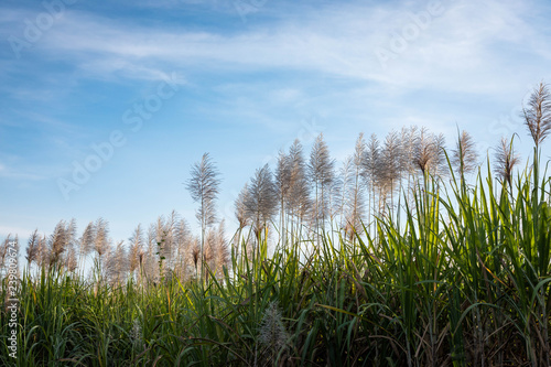 Sugar-cane flower with blue sky background