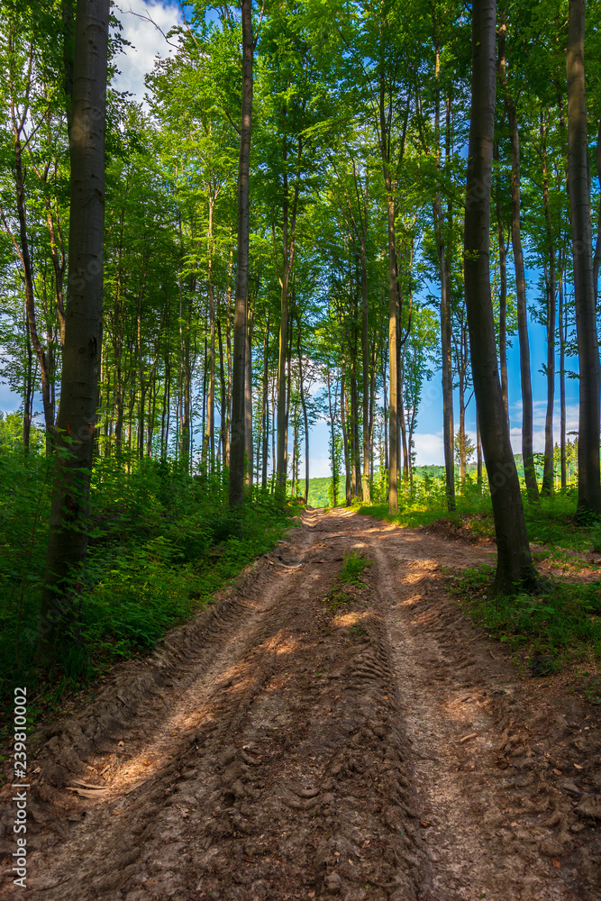 Fototapeta premium dirt road uphill through the deep beech forest. beautiful nature scenery with tall trees