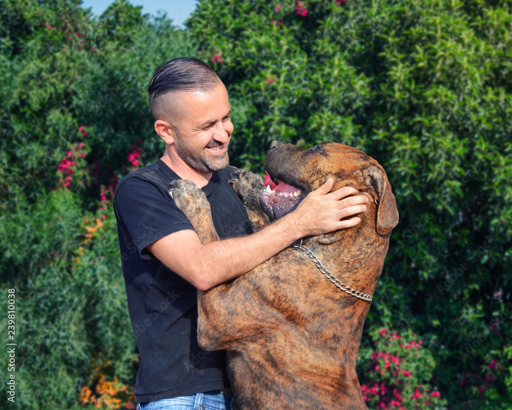 Boerboel sales full grown