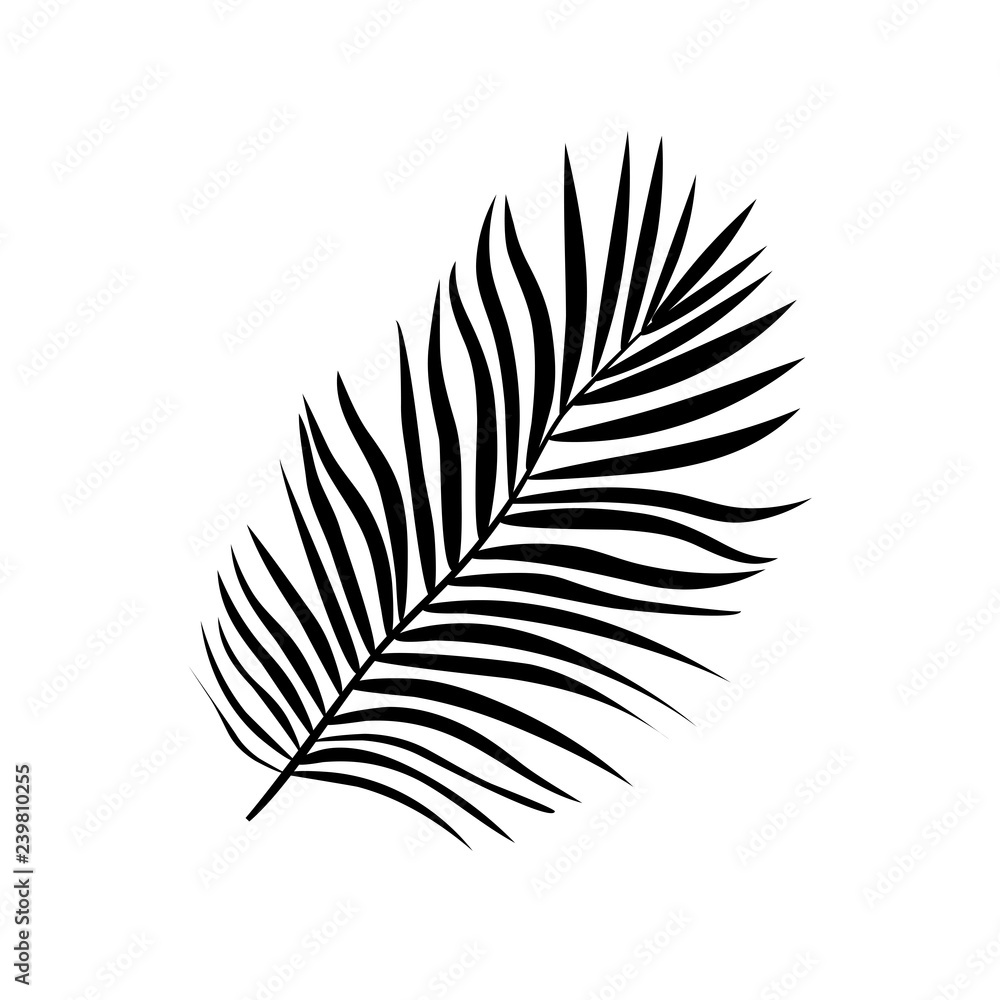 Vector illustration of realistic black silhouette tropical exotic palm tree leaves on a white background