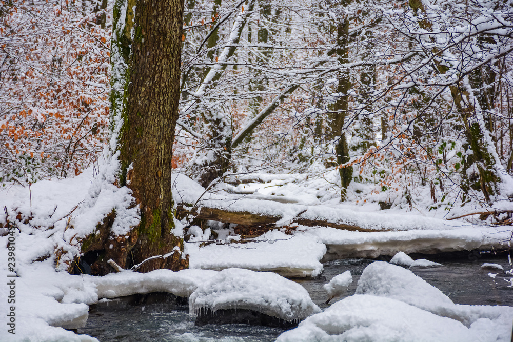 log over the brook in winter forest full of snow. calm nature scenery. brown foliage is present on some trees log over the brook in winter forest full of snow. calm nature scenery. brown foliage is present on some trees
