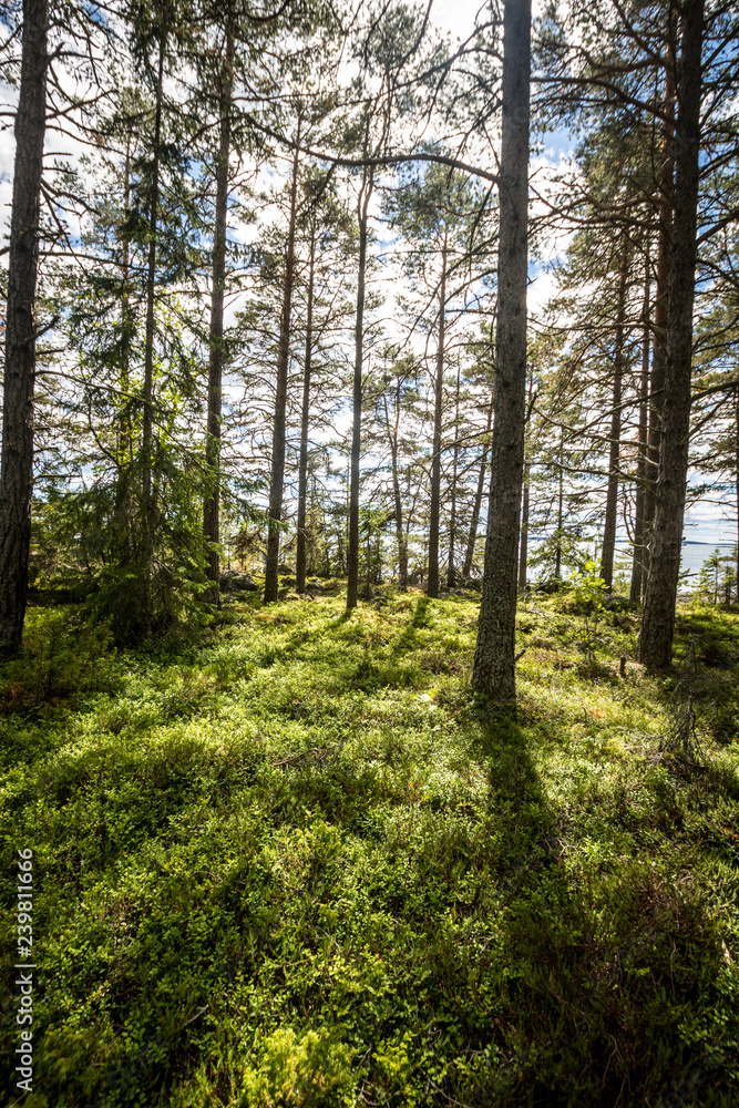 wald wald