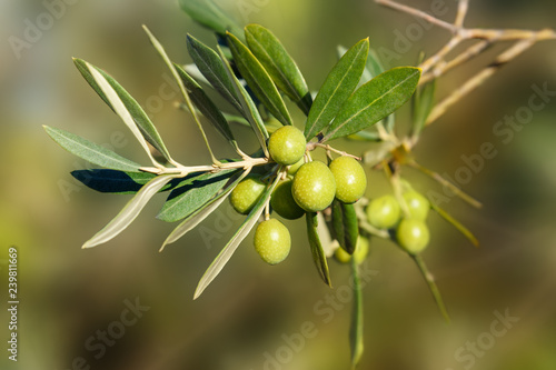 Branch with olives on olive tree