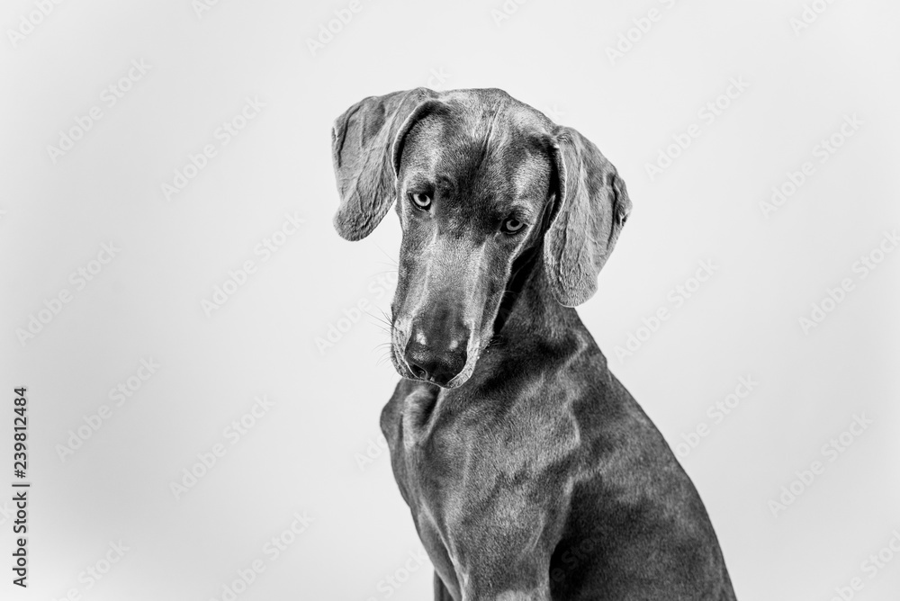 weimaraner weimaraner
