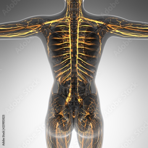 science anatomy of human body in x-ray with glow blood vessels