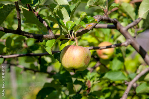 Shiny delicious apples hanging from tree branch in an apple orchard..