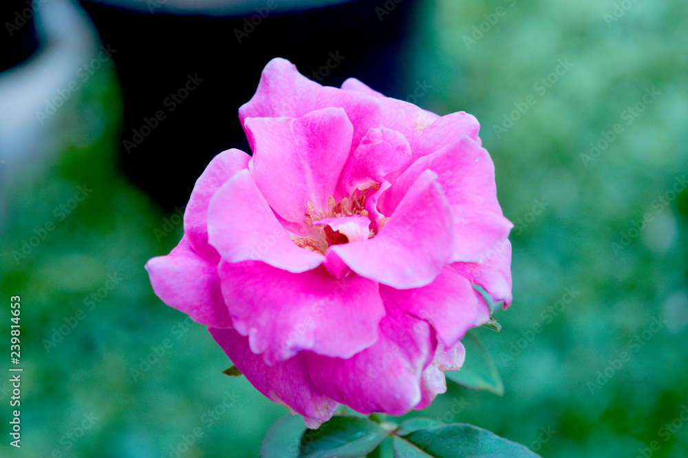 Naklejka premium pink rose in the garden