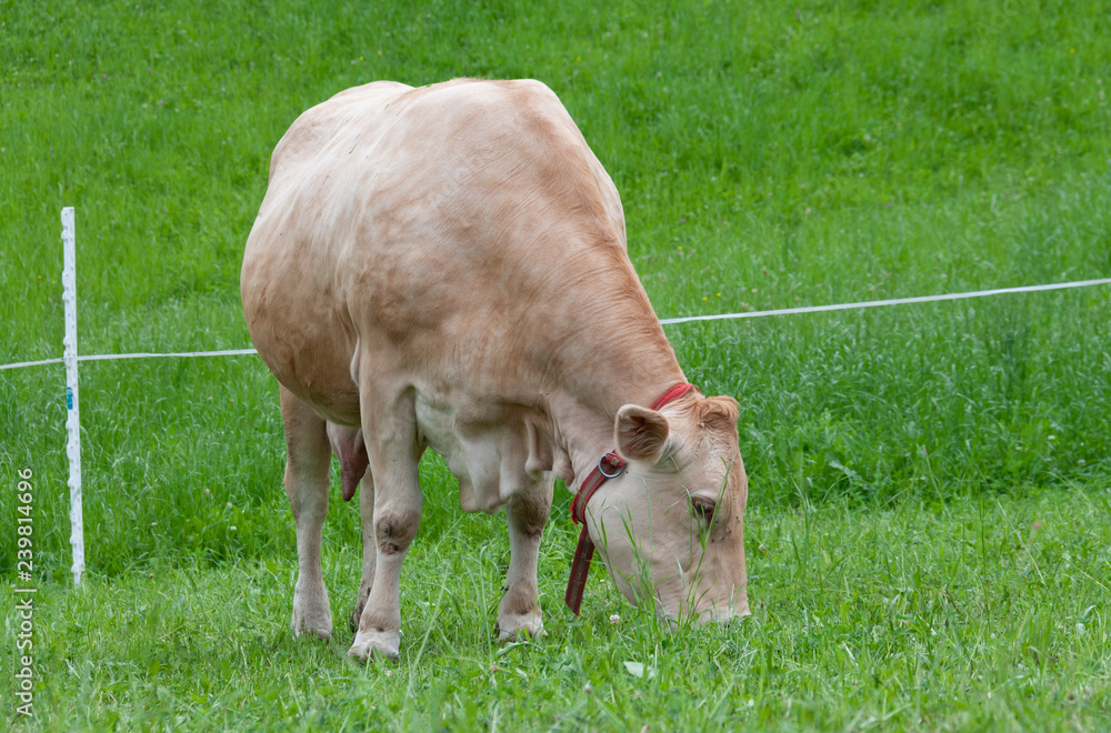 cow in a field