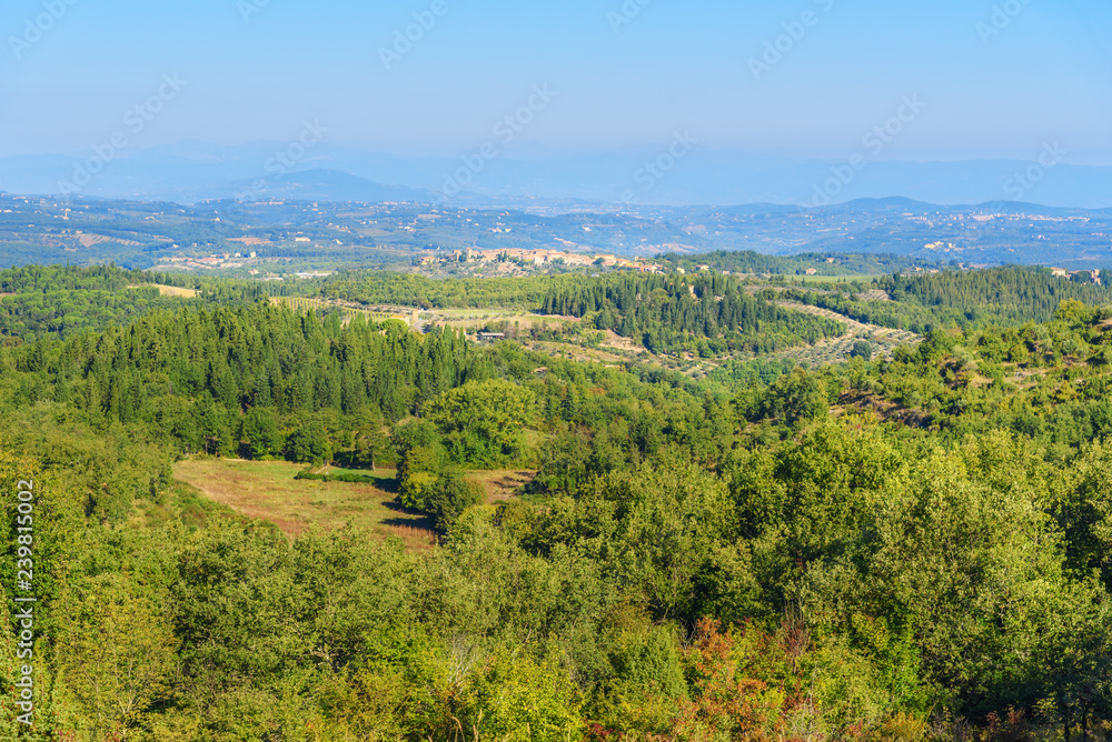 Forest and Vineyard in Chianti region. Tuscany. Italy