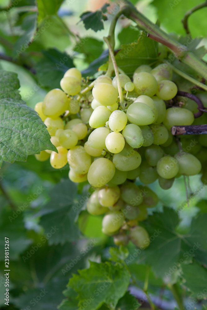 Ripe grapes bunch hangs on branch in vineyard.. Ripe grapes bunch hangs on branch in vineyard..