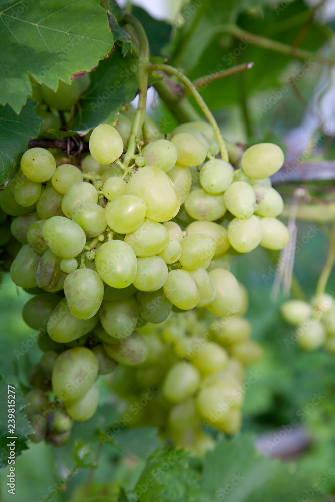 Close up view of ripe juicy berries of grapes on branch with leaves in vineyard..