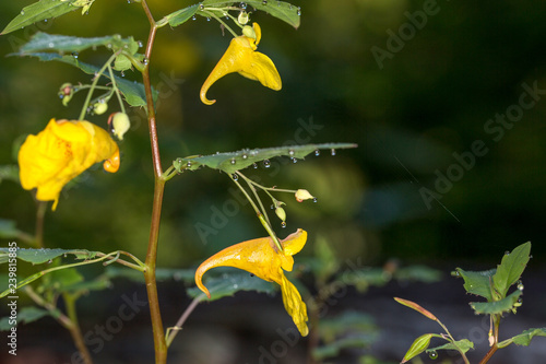 Macrophotographie fleur sauvage - Balsamine des bois - Impatiens noli-tangere photo