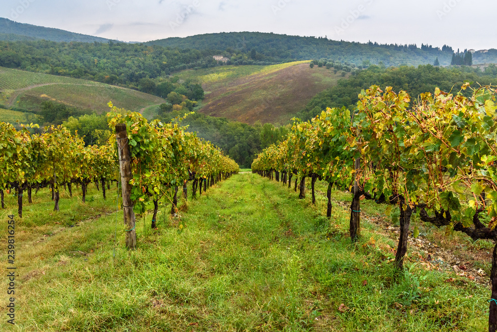 Obraz premium Vineyard in Chianti region in province of Siena. Tuscany. Italy