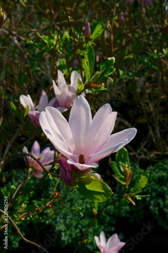 Magnolia George Henry Kern