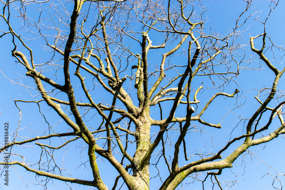 Tree Sky Background Tree Sky Background