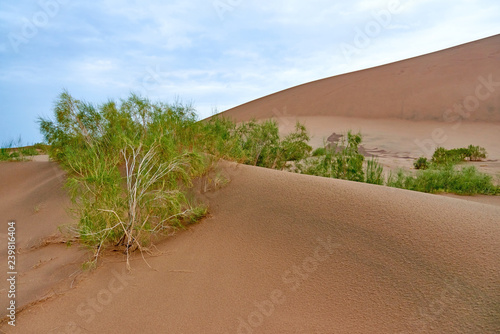 Sand dunes in the desert of Kazakhstan in the evening.