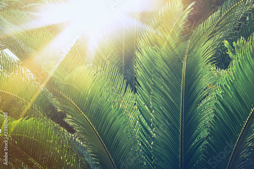 Palm leaves close up in sunshine  Palm trees at tropical coast in summer  beautiful texture  vintage retro toned and stylized image.