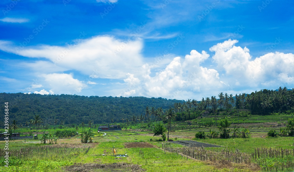Panoramic view with green fields in Bali, Indonesia