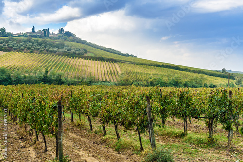 Vineyard in Chianti region in province of Siena. Tuscany. Italy photo