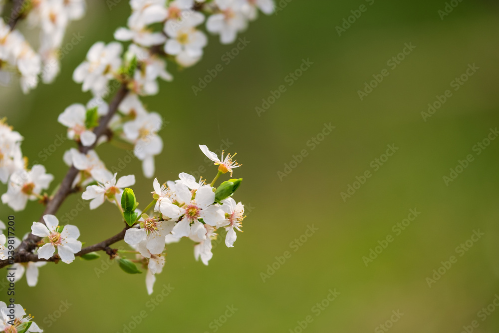 Kirschblüten