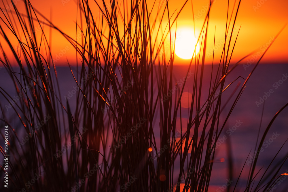 Strandhafer an der Ostsee im Sonnenuntergang