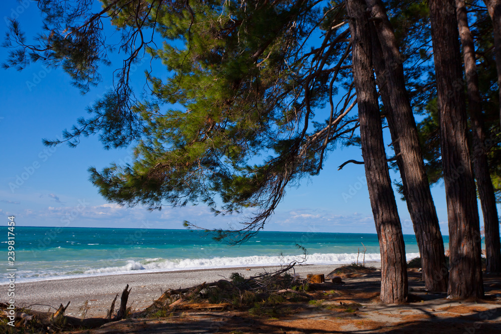 Pines in front of the sea, pine branches over the beach, the legendary Colchis from Greek myths