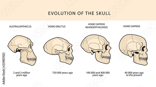 Human Evolution Of The Skull And Text With Dating. Australopithecus, Homo Erectus. Neanderthalensis, Homo Sapiens. Historical Illustrations. Darwins Theory. photo