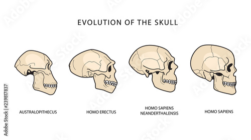 Homo Erectus Skull Vs Homo Sapien Skull