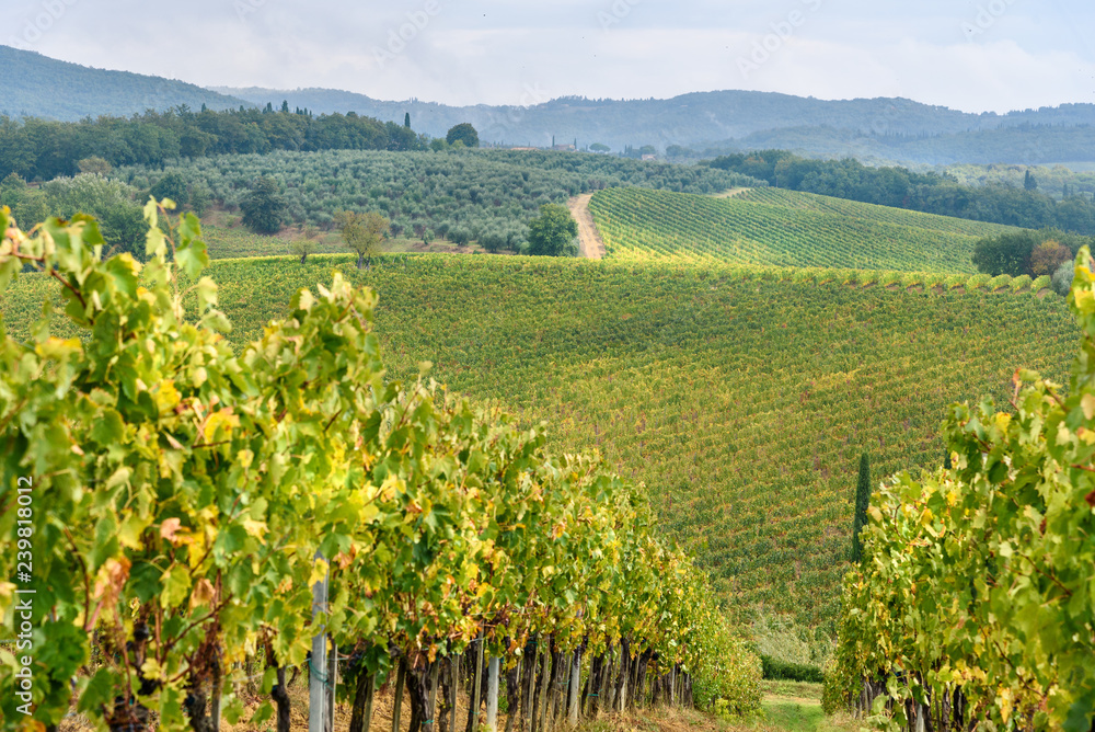 Vineyard in Chianti region in province of Siena. Tuscany. Italy