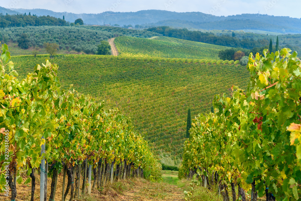 Naklejka premium Vineyard in Chianti region in province of Siena. Tuscany. Italy