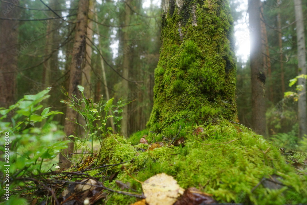 Photo of mossy tree Photo of mossy tree