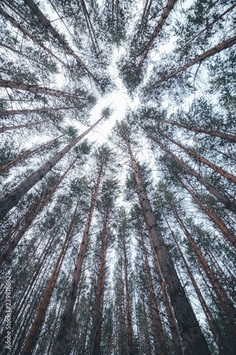 View of the tops of the pine trees in winter forest from the ground. Bottom View Wide Angle Background.