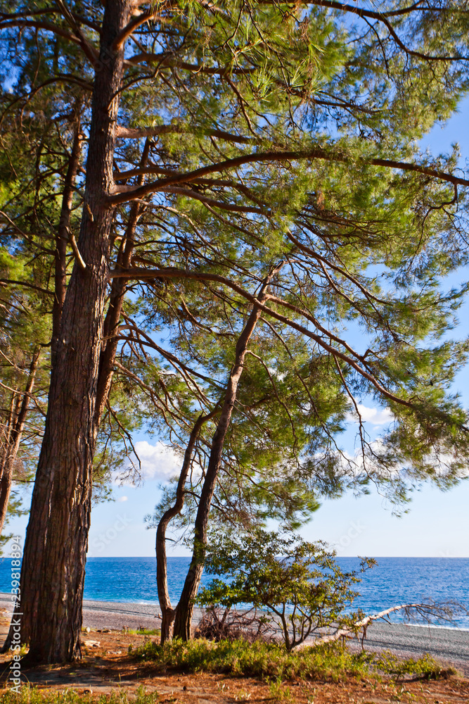 Pine forest by the blue sea in the legendary Colchis. Abkhazia