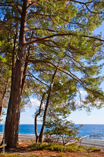 Pine forest by the blue sea in the legendary Colchis. Abkhazia