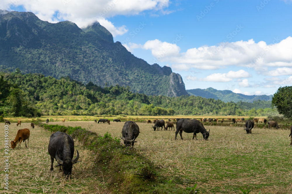 Water buffalos on the rice field with mountains behind. Water buffalos on the rice field with mountains behind.