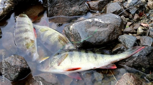 Good bass from the Northern river in the stone live fish well. Early Spring Fishing for perch spinning on the rotating spinner (trolling)
